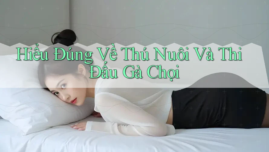 Hiểu Đúng Về Thú Nuôi Và Thi Đấu Gà Chọi